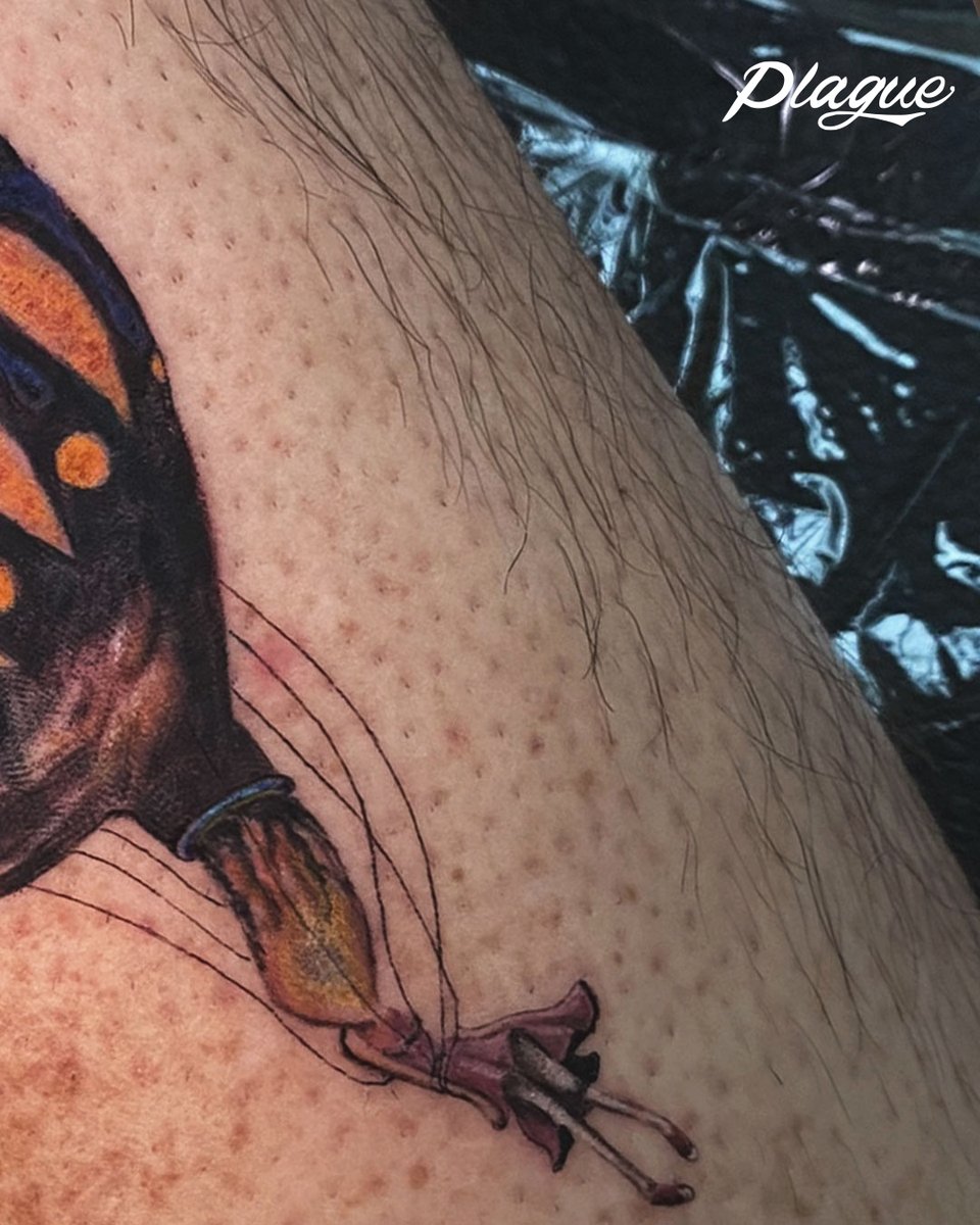 plagueinktattoo's tweet photo. Homenagem a banda @circasurvive com essa arte do Γ‘lbum βOn Letting Goβ π
π¬ Direct Message
π² (21) 96590.6295
#PlagueInk #neotraditional #neotraditionaltattoo #neotrad #tattoo #tatuagem #tattoobrasil #tattooed #tattooart #tattoolife #tattoostyle #tattooink #tattoolove https://t.co/38LKo9eWIh