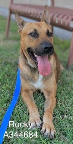 LisaBrabson's tweet photo. ROCKY #A344684 2yo,is a glorious #GermanShepard that desperately wants a home & someone to really love him He can't understand why no one wants him
Hates scary shelter,will thrive in a loving home
PLZ #ADOPT #FOSTER OR #PLEDGE to attract a rescue🛟 #Texas running out of time ⏳ https://t.co/BJzfEoZGES