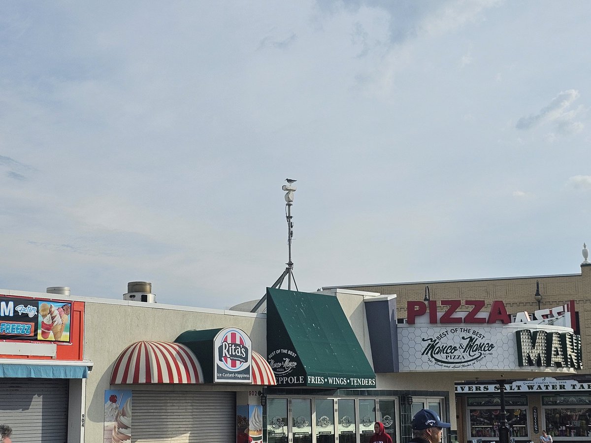 TMacDonaldWHYY's tweet photo. #fox29 #wtxf camera on oc boardwalk has a new "director" https://t.co/kK6T8ZZvv1