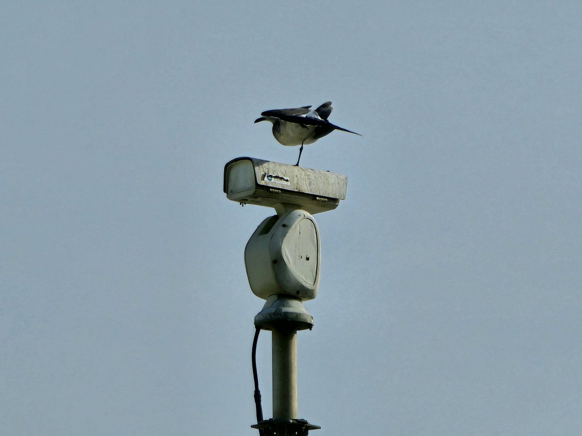 TMacDonaldWHYY's tweet photo. #fox29 #wtxf camera on oc boardwalk has a new "director" https://t.co/kK6T8ZZvv1