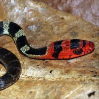 Two rare species in Espírito Santo state, Brazil: rediscovery of Apostolepis longicaudata Gomes, 1921 (Squamata, Dipsadidae) and Drymoluber brazili (Gomes, 1918) (Squamata, Colubridae) 

doi.org/10.15560/20.1.… 

#AtlanticForest #geographicdistribution #rarity #checklistjournal