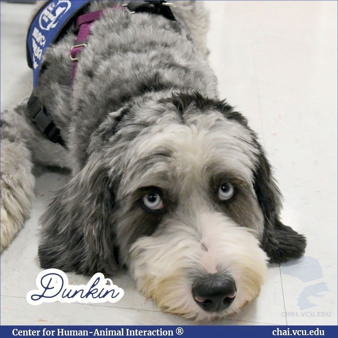DogsOnCall's tweet photo. Dunkin loves the cold floor, but he loves the patients and visitors of the hospital even more! 

#DogsOnCall #TherapyDogs #VolunteerDogs #DogsWithAPurpose #VCUCares #VCUCommunity #PawsToHeal #HealingThroughFur #VolunteersInAction #FurryVolunteers #DogLovers #DogLife https://t.co/WhnOo3Xysy