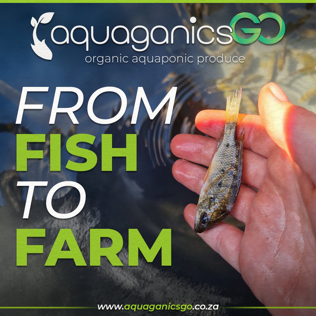 AquaganicsGo's tweet photo. At AquaganicsGo, fish aren’t just a part of the system—they're the backbone of it all! These underwater champions provide essential nutrients that help our plants thrive, creating a perfect cycle of life and growth.💧

🔗 https://t.co/BZGS8bISYs https://t.co/QsynVT8Li9