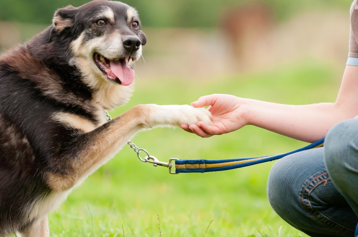 BuenaVistaDog's tweet image. Transform your dog&apos;s behavior with Buena Vista Dog Training in Clermont, FL. Our programs will help your furry friend become the well-behaved companion you&apos;ve always wanted. Visit buenavistadogtraining.com to learn more. #dogtraining #behaviortransformation #ClermontFL