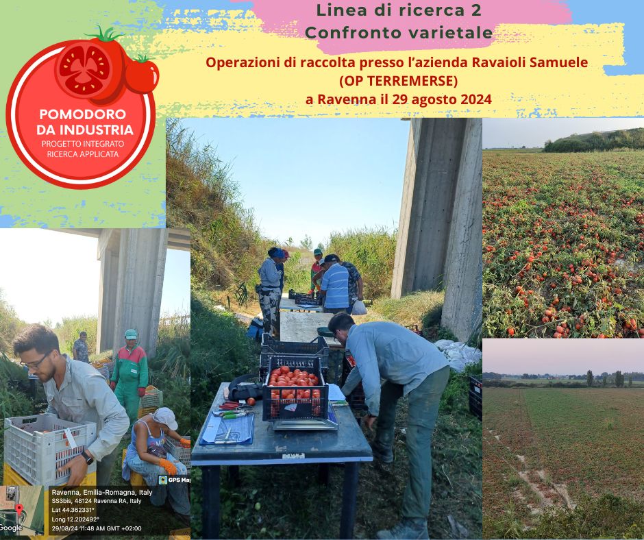 📷Progetto pomodoro da industria. Linea di ricerca 2.
Il 29 agosto 2024 a Ravenna le operazioni di raccolta presso l'azienda Ravaioli Samuele (OP Terremerse)