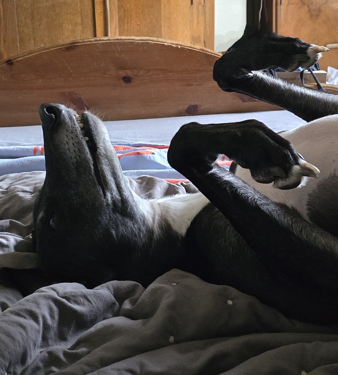 If you're ever feeling worried about life, lay on your back on the bed with your feet in the air until it all makes sense again. 
#HamishsTipsForStressManagement