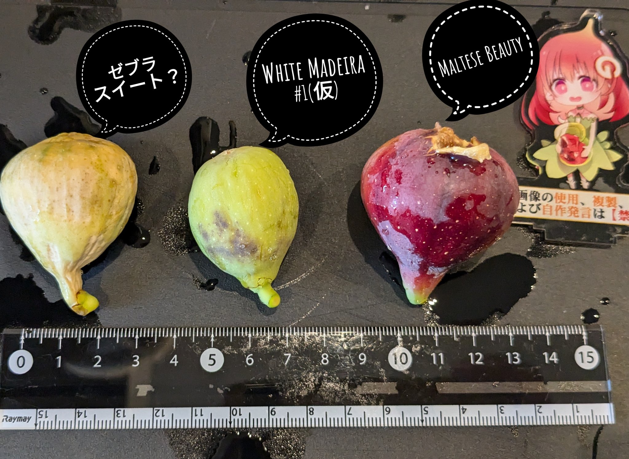 イチジク【穂木】の販売【品種名】White Madeira #1 穂木２本 レア品種！White Madeira #1 (ホワイトマデイラ) イチジク 挿し穂21 熟