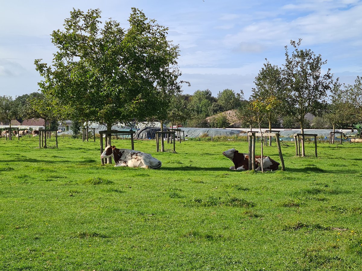 🌳Boeren met bomen!?
Kom op 15/10 naar de inspirerende studiedag over agroforestry of boslandbouw bij ILVO in Melle.
Ben je landbouwers, beleidsmakers of onderzoeker? Mis dit event niet!
Programma en inschrijven: agroforestryvlaanderen.be/nl/agenda/slot…