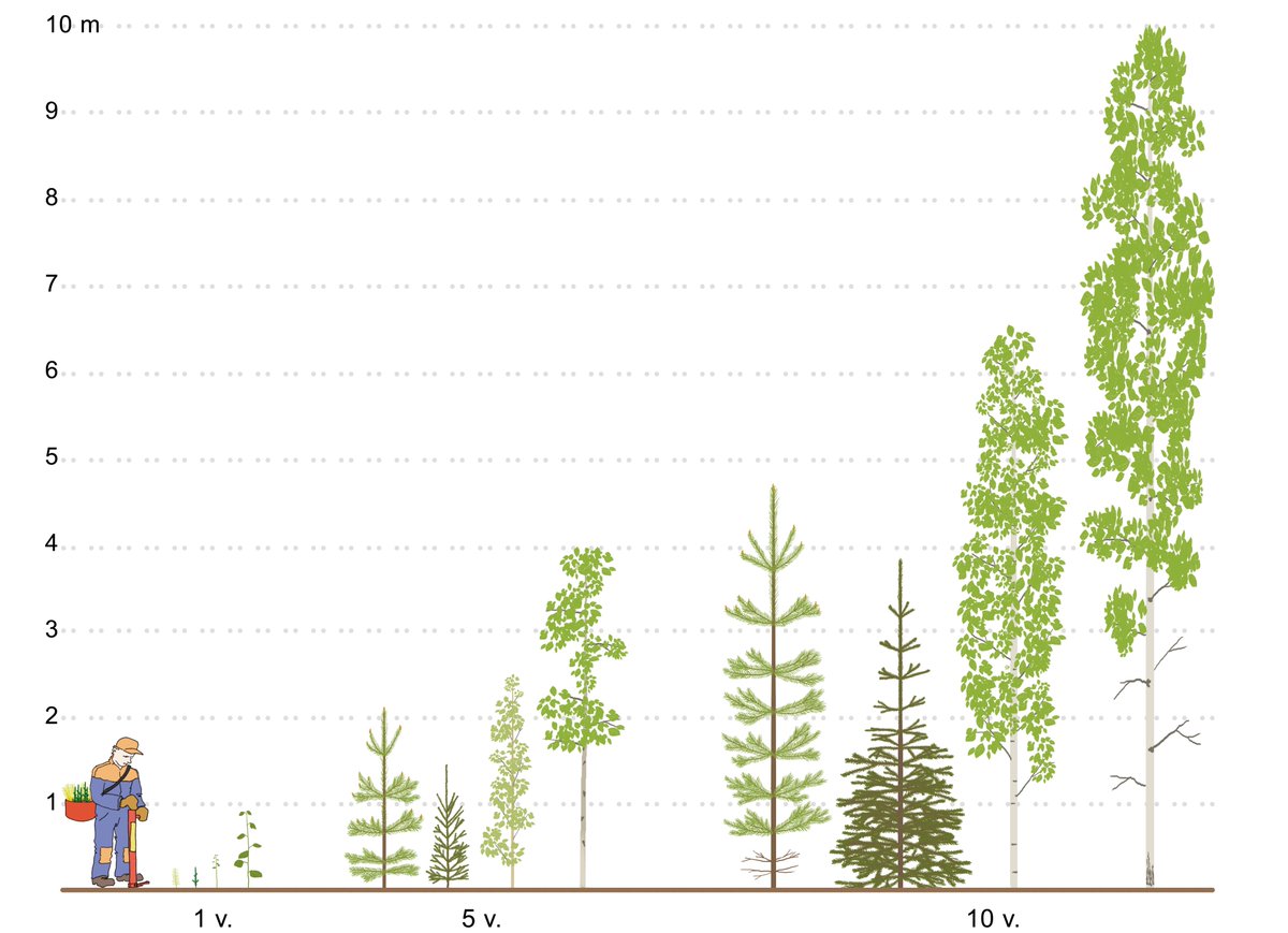 Juha Varhi teki mainion piirroksen: #Sekametsä'n kasvatuksessa pitää huomata, että puulajit kasvavat eri tahtiin ja jalostus tuottaa tulosta. #MetsänhoidonSuositukset sekametsien kasvatukseen on nyt uusittu. Hyödyllistä luonnolle ja taloudelle. tapio.fi/tiedotteet/sek…