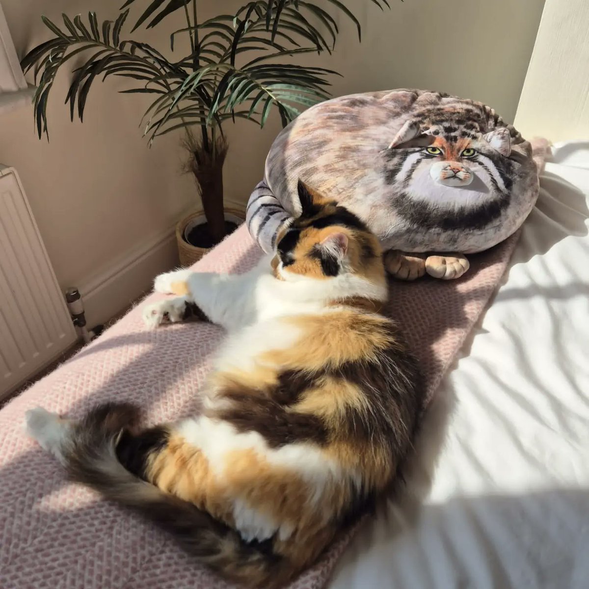 Peggy has found love...with a Pallas Cat cushion