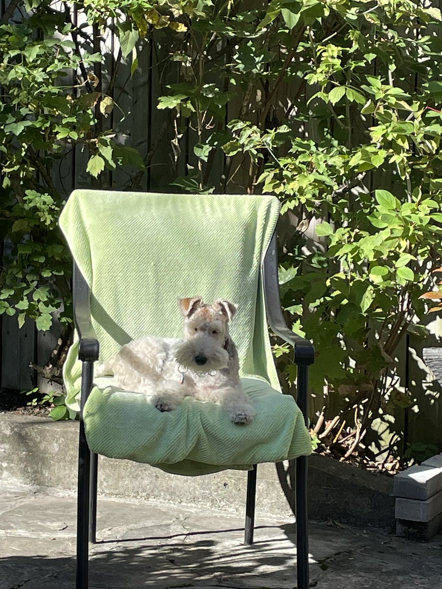 Happy Labour Day pals! I had a lovely walkie in my neighbourhood and now it’s time to catch some rays in my favourite chair. #happylabourday 🇨🇦