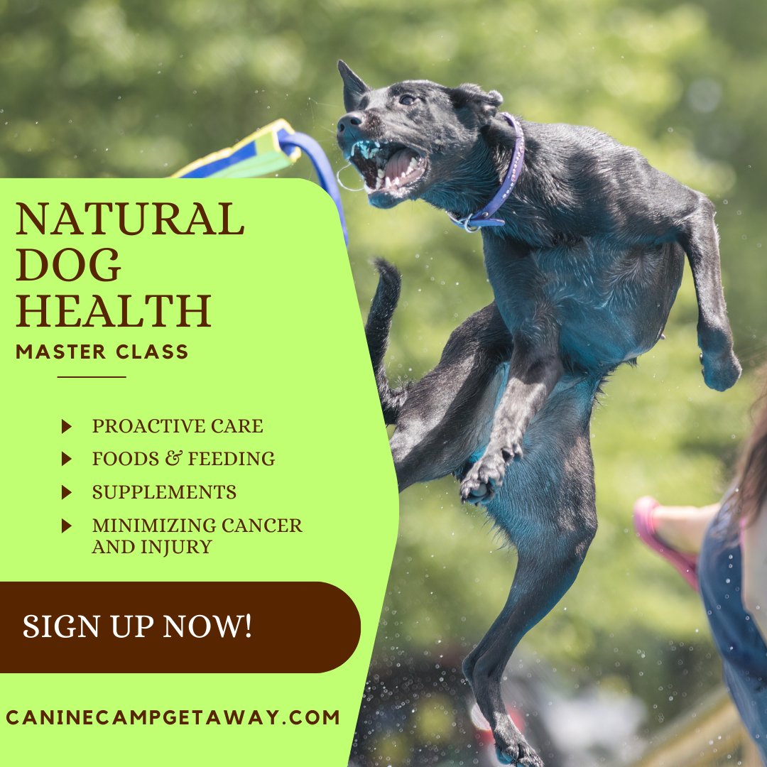 Amazing learning opportunity! A free masterclass in natural dog health led by Dr. Laurie Coger -- exclusively at Canine Camp Getaway! Visit CanineCampGetaway.com for info.
