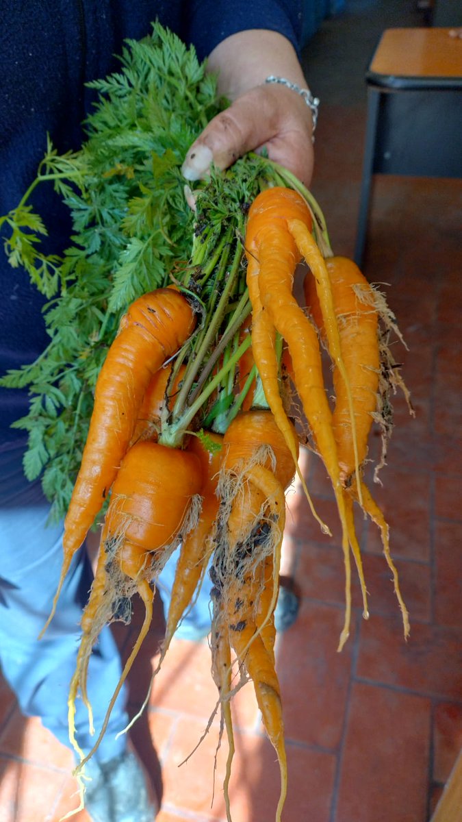 promfamiliarmsm's tweet photo. En los Polos Productivos de Indios y Vicentinos, las personas aprenden a crear huertas agroecológicas en cualquier espacio disponible, mejorando su alimentación al aprovechar su propia cosecha. Además incorporan herramientas para transformar el excedente en un emprendimiento. https://t.co/AhUxXHa3Ae