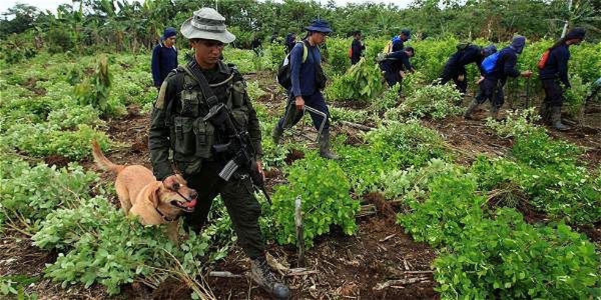 PrensaLatina_cu's tweet photo. El gobierno de #Colombia 🇨🇴 y exguerrilleros de las extintas Fuerzas Armadas Revolucionarias-Ejército del Pueblo #FARC_EP acordaron una nueva ruta de implementación del Programa Nacional de Sustitución de Cultivos de Uso Ilícito
Más en #PrensaLatina
🔗https://t.co/Kr0J7CjRDm https://t.co/HS9hq85x6b