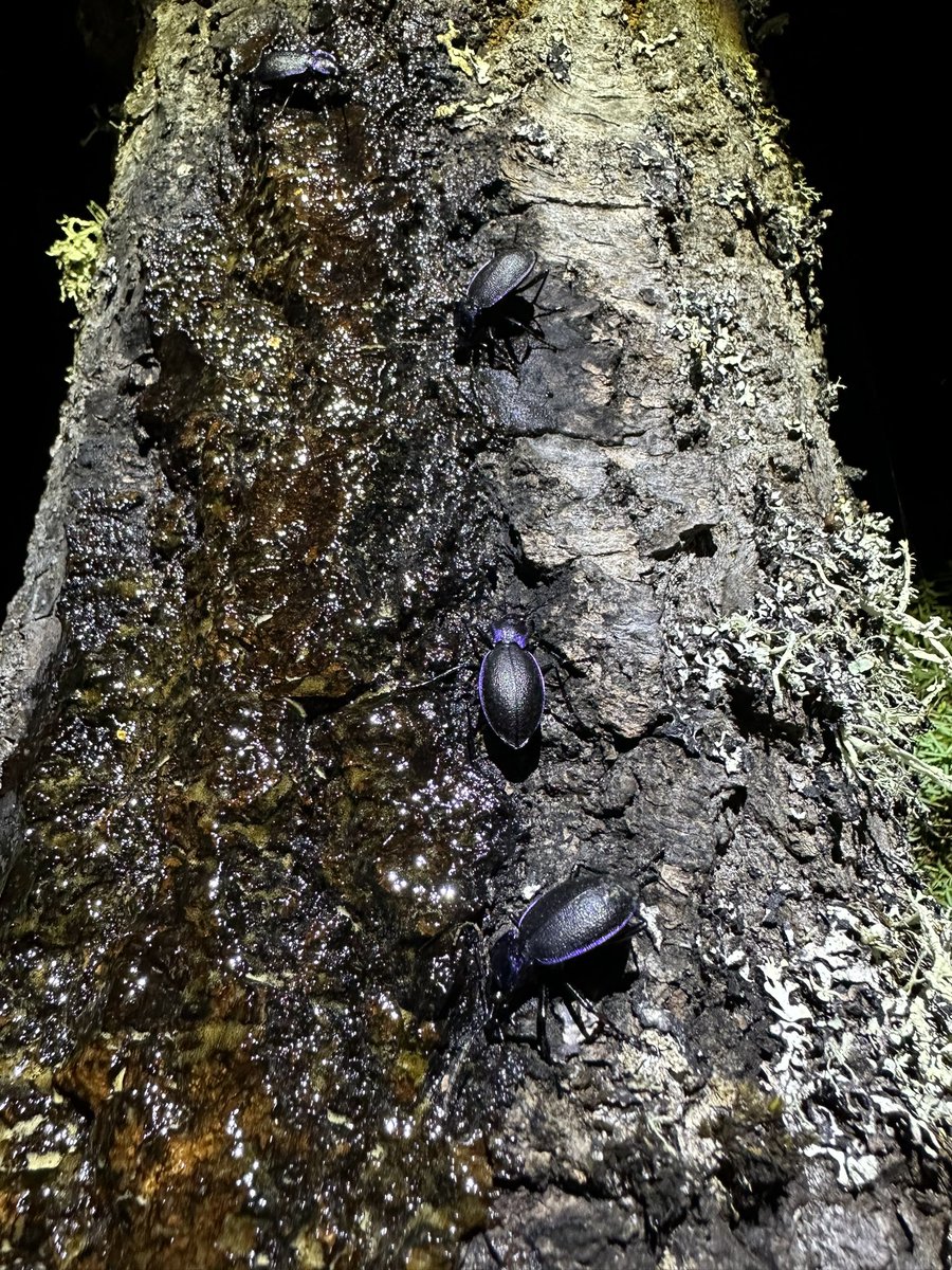 Despite heavy rain nearly all night the haul was 523 of 54 in the MV and 52 of 16 to Sugar (4sp not recorded at light). Probably one of my bigger September catches. Also an insane number of Violet Ground Beetles to sugar last night #TeamMoth #MothsMatter