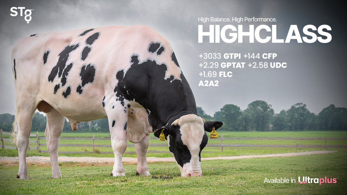 STgenetics's tweet photo. HIGHCLASS from #STgenetics is a #BalancedBreeding Sire who has a high-performance pedigree and genetic package. #HIGHCLASS is +3033 GTPI A2A2 BB +144 CFP +2.2 CCR +2.29 GPTAT +2.58 UDC +1.69 FLC. Available in #Ultraplus™. More: https://t.co/J344SEUoNp https://t.co/uaXFr6fokt