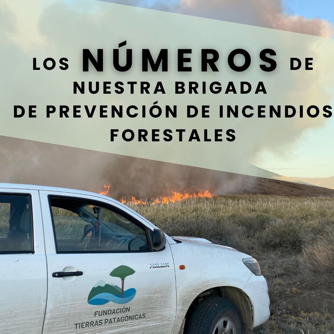 Fundación Tierras Patagónicas tweet media