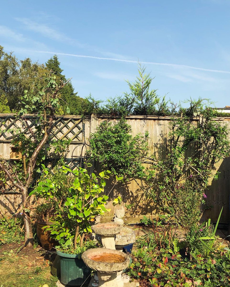 Digifem's tweet image. Sunday should have been a studio day but ended up being a pruning day. Did manage a small collage which I’m calling - After Battling the Pyracantha which was 15ft tall, very dense and spiky #firethorn #ninebagsofgardenwastelater @TobyBuckland