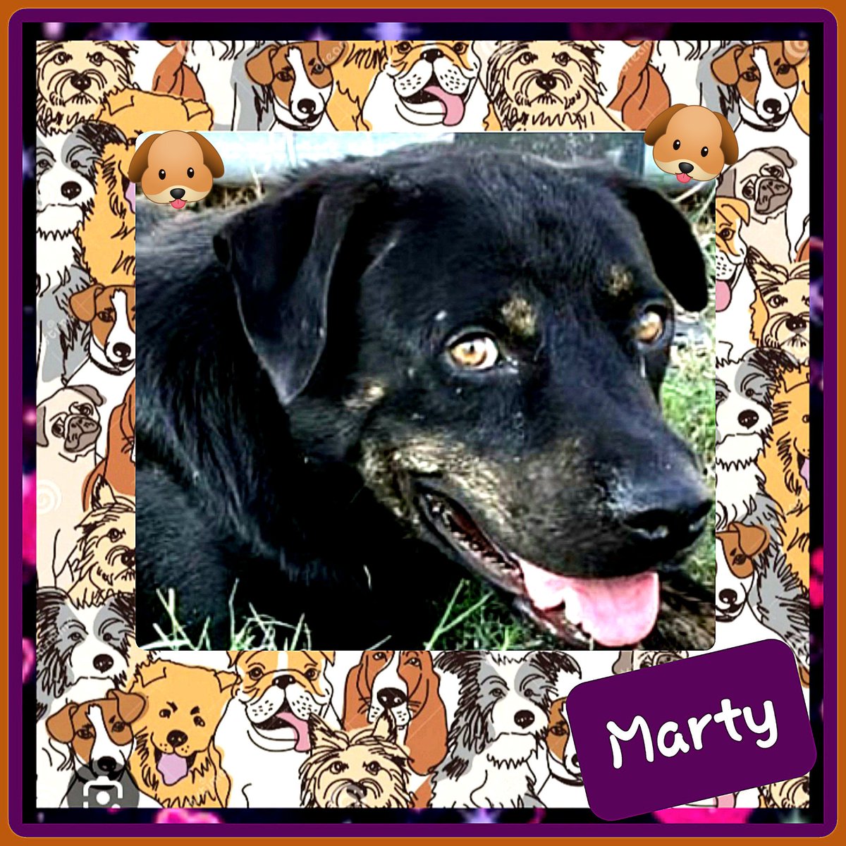 rothfarms's tweet photo. ⏰🚨⏰MARTY #A371069 is Prepping to DIE TOMORROW 9/3 🆘⛑️😫

Male Rottie Mix is ONLY 2 yo 48 lbs HW+ VERY scared but SUBMISSIVE and SWEET🐶 

MARTY needs ResQ funds. Can you help? Please PLEDGE here🙏 

Marty is at CORPUS CHRISTI AC 🐶 📞361-826-4630 📧 ccacsrescues@cctexas.com https://t.co/FAJcalXUgV