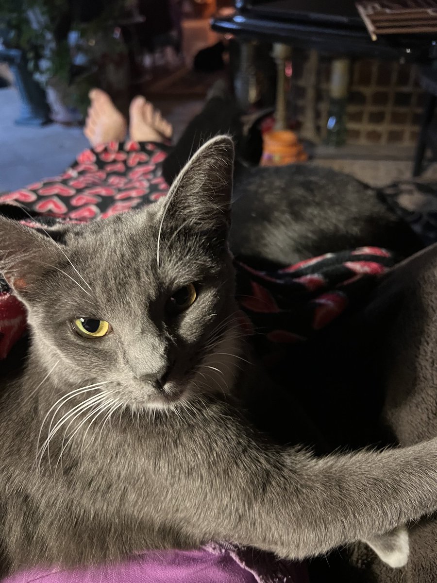 Still been working heavily in the garden to get all the iris planted. Need to take some time for writing. It isn’t easy. Last day before my work week 7 in a row starts. We don’t get time off for holidays. #WritingCommunity #AbrahamLincoln #AmWriting