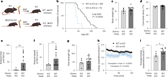 Online now! Mitochondria transfer-based therapies reduce the morbidity and mortality of Leigh syndrome dlvr.it/TCjPl6