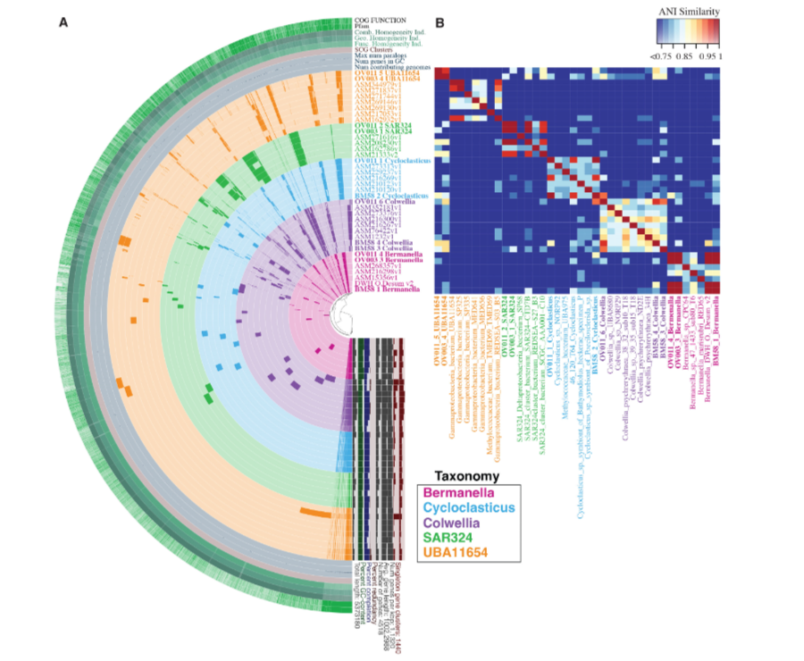 #MicrobiologyMonday: Scientists harnessed 'omics data to identify novel, active &amp; uncultured microbes in the ocean that can degrade oil &amp; gas, suggesting the underwater world is full of marine microbes that regulate ecosystem health. 🌊🐠 #AppEnvMicro: asm.social/23i