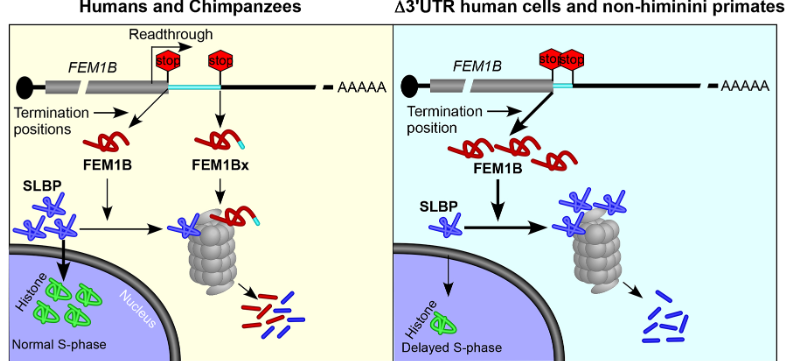 .<a href="/nrakhtar3284/">Noor Akhtar</a>, Sandeep M. Eswarappa and team <a href="/EswarappaLab/">Eswarappa Lab IISc</a> uncover hominini-specific regulation of the cell cycle by stop codon readthrough of FEM1B #OpenAccess #ReadAndPublish
journals.biologists.com/jcs/article/13…