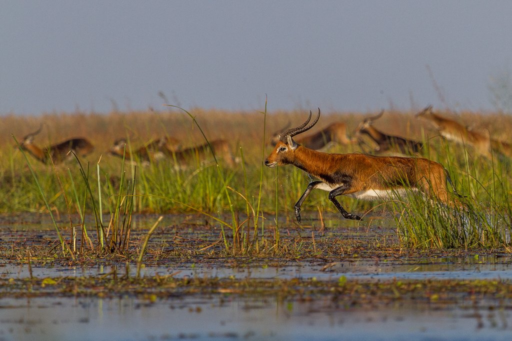 In 2023, the Bangweulu Shoebill Nest Protection Programme educated over 1,500 people and involved 26 community members in guarding 13 shoebill nests, leading to the rescue and rehabilitation of 12 shoebill chicks over the past two years. The park management also collaborates with