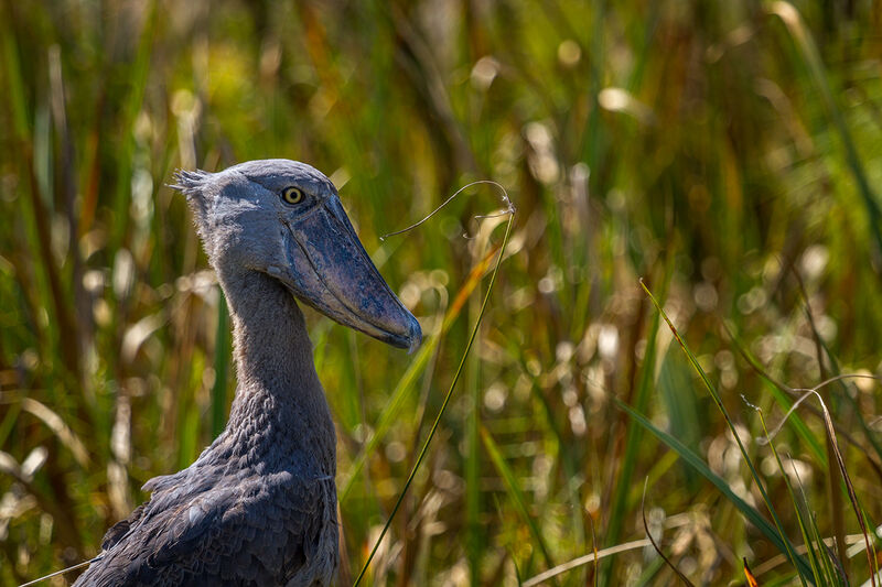 AfricanParks tweet picture