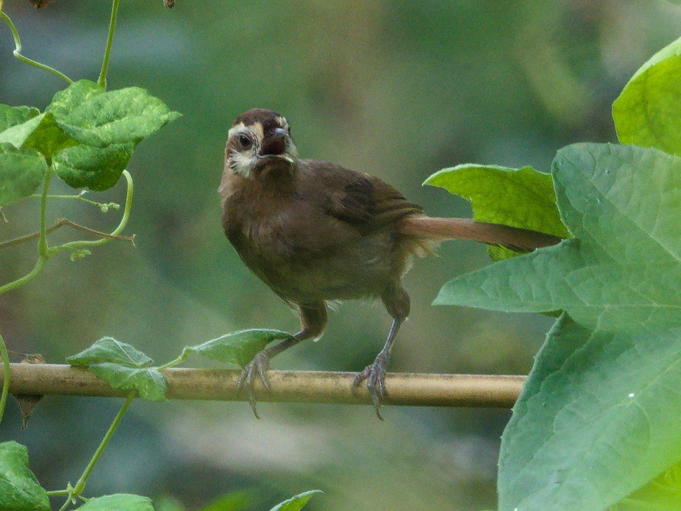 Mike_chen2_birds tweet media