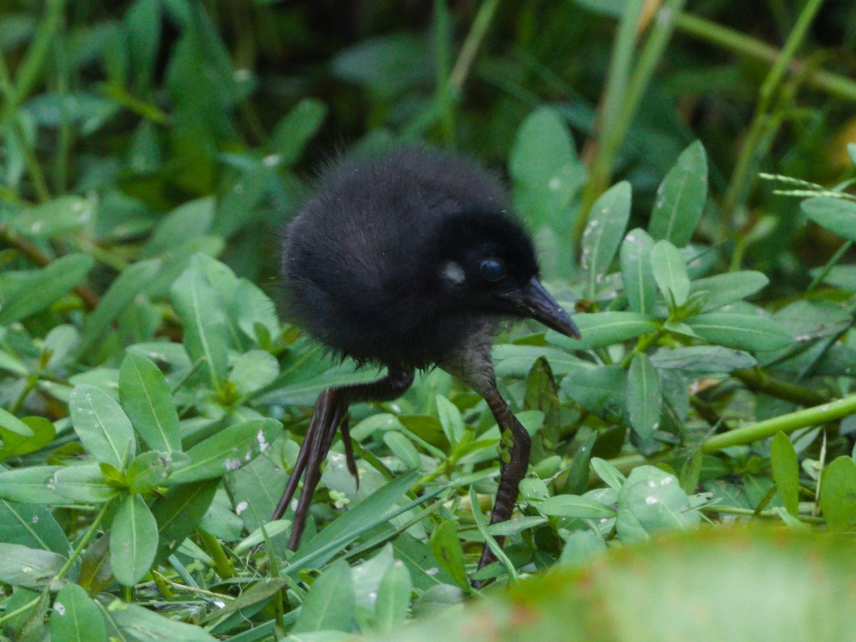 Mike_chen2_birds tweet media