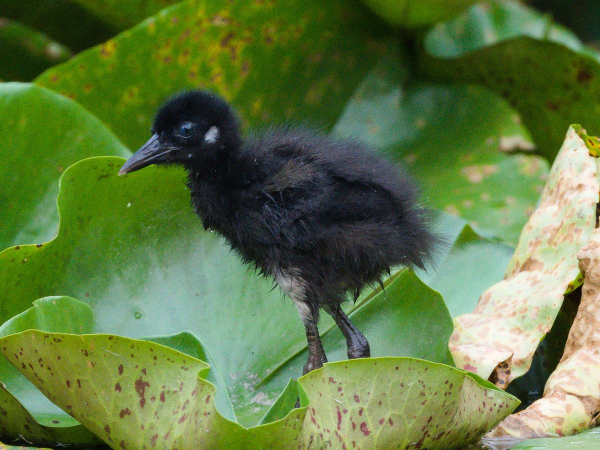 Mike_chen2_birds tweet media