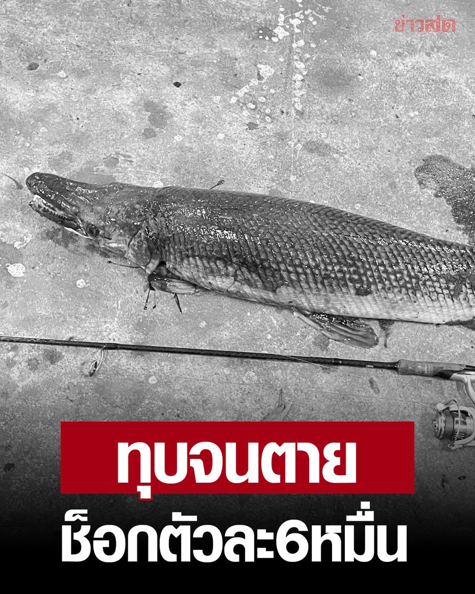 เด็กเปรตของจริง เข้าไปตกปลาช่อนอเมซอนในปั๊มแล้ว ทุบหัวน้องจนตายแล้วหนีไป เจ้าของบอกว่าน้องแพงมากตัวละ 60,000 บาท ตำรวจจับตัวได้แล้ว เคยมีประวัติขโมยรถมาแล้วด้วย เหี้ยที่สุดแล้วจริงๆ!!!!!