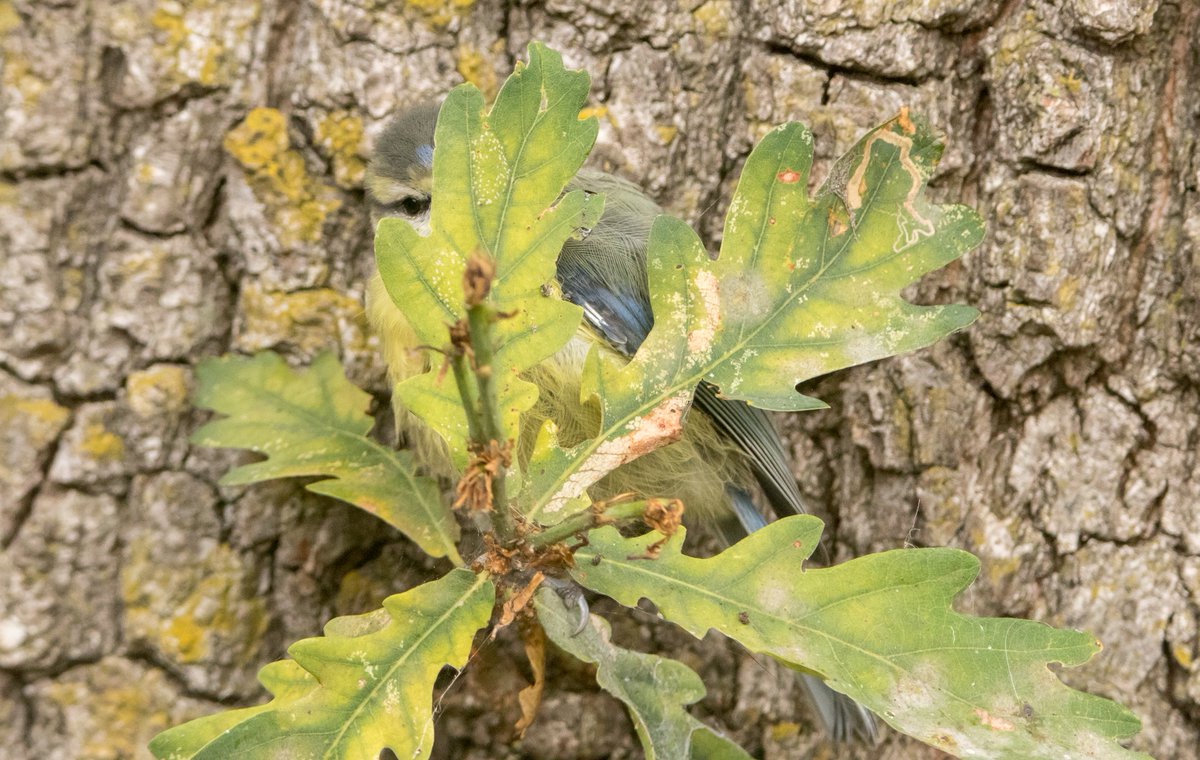 Vogelbescherming NL tweet media