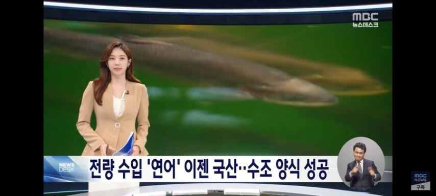 RealChickenBoy9's tweet photo. 이제 국내산을 먹을 수 있는 생선

연어..

연어 러버들 해피 https://t.co/xf3sDs8UXi