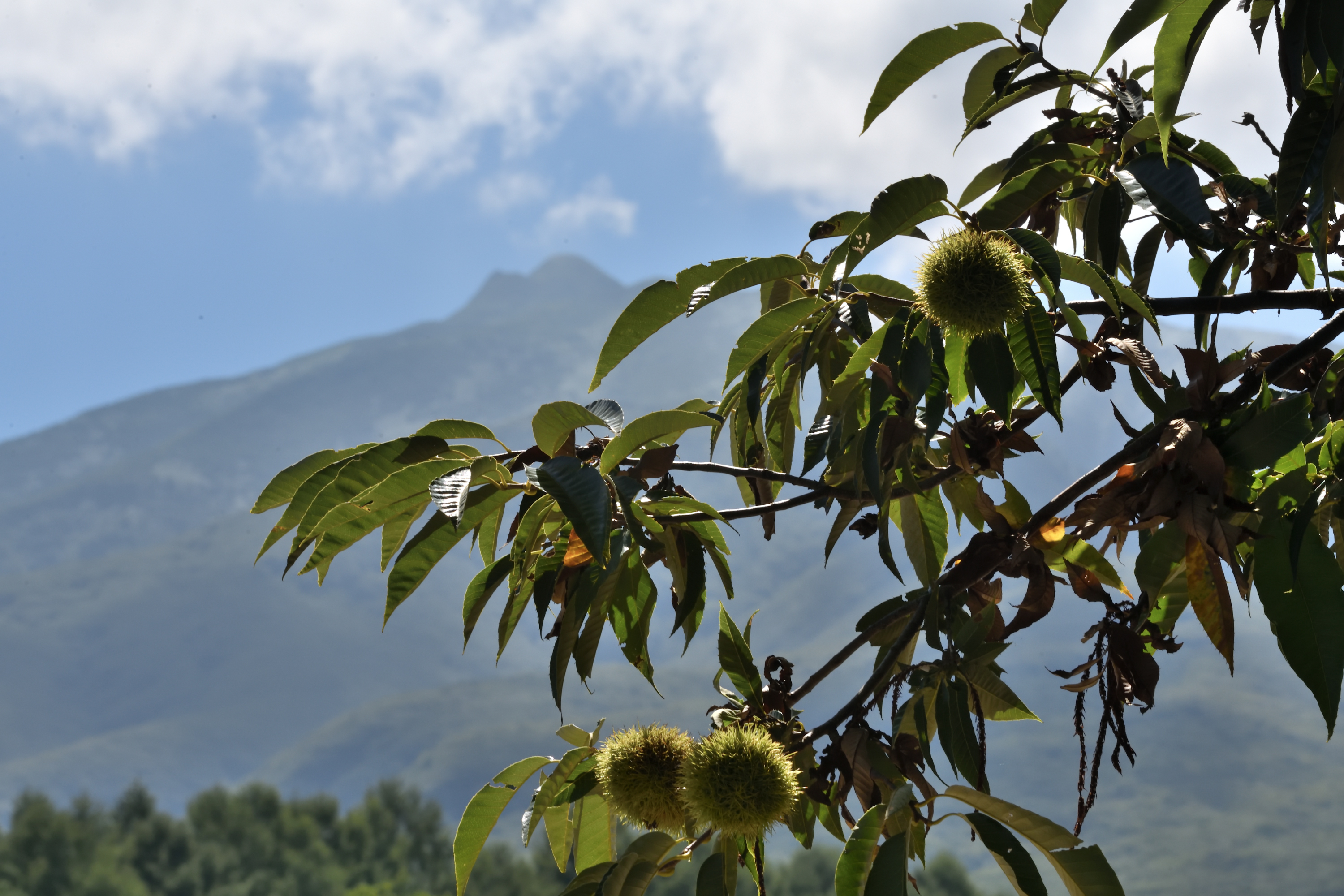 小さい秋見つけた - البحث / X