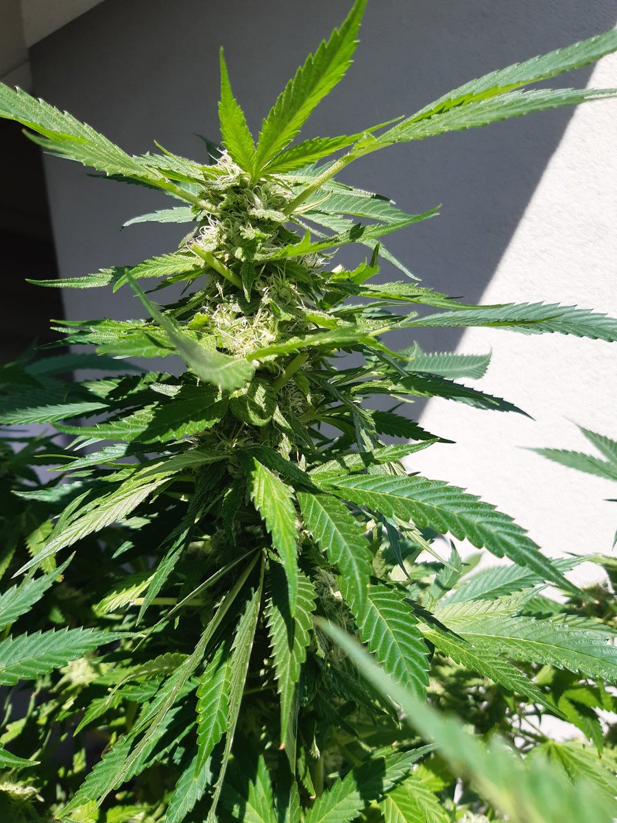 Die werde so lecker😍