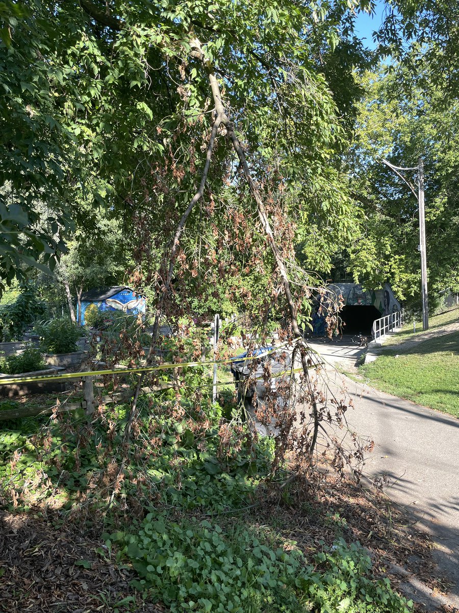 citizenvoxpop's tweet photo. Hi @311Toronto,
This large branch has been dangling precariously for many weeks now. It is on the edge of a walking path that leads into a park. Can you have the forestry dept. deal with this please. It’s a hazard. Top of Woodfield Ave leading into Monarch Park.
@PaulaFletcherTO https://t.co/4RBrSrhG6w