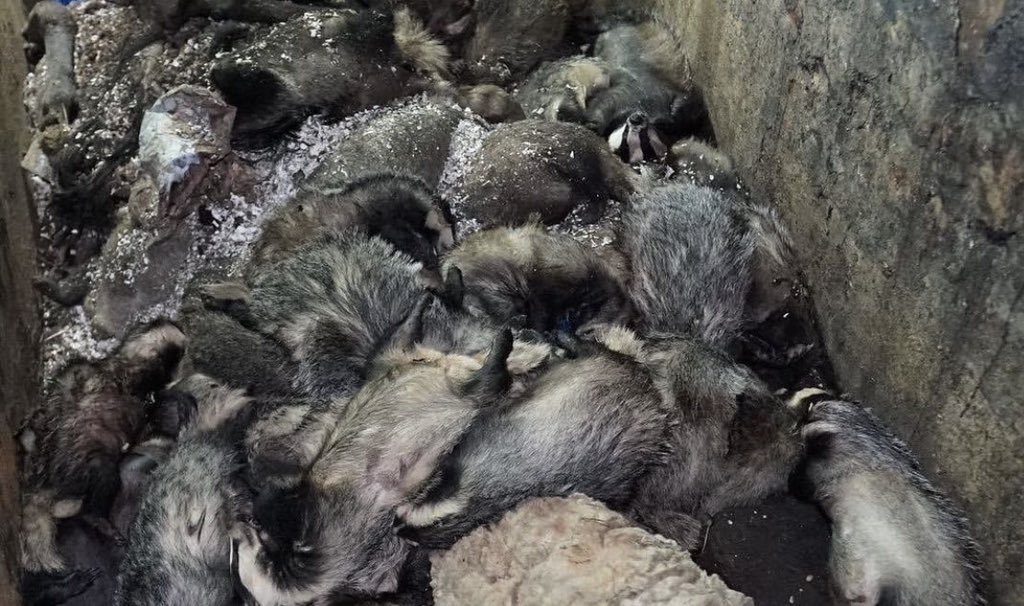 MURDERED
by the Tories.
Now to be murdered by <a href="/UKLabour/">The Labour Party</a>, <a href="/SteveReedMP/">Steve Reed</a> &amp; <a href="/DanielZeichner/">Daniel Zeichner</a> have JUST ANNOUNCED.
This is a despicable betrayal of trust ~
to our precious #wildlife, &amp; all those who tried to vote on their behalf.
Or, as Derek Gow put it: "pure evil".
#badgermonday🦡