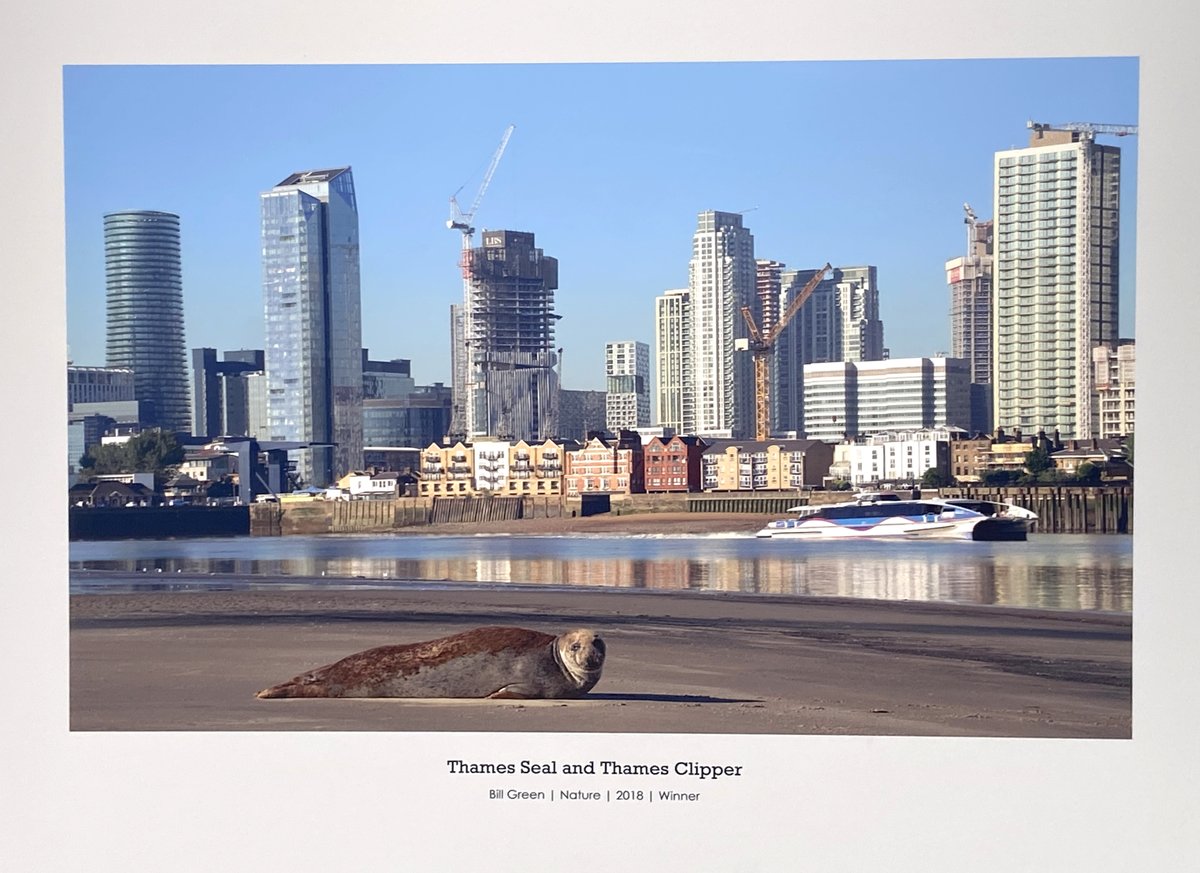 ThamesPhoto's tweet photo. An  exhibition of Thames Lens Photography Competition Winners and Finalists  from the last nineteen years on the North Bank of The Thames opposite  The Shard on until 30th September, my photograph "Thames Seal and Thames Clipper" is featured which  won in 2018. #Thames https://t.co/5kWlho5lMA