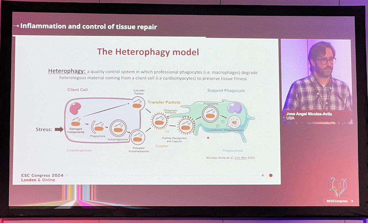 Jose Angel Nicolas Avila (@nicolasavilaja) on Twitter photo Great session on vascular and immune control of cardiac function. Glad to share the stage with Paul Richard Riley, Mairi Brittain and <a href="/gluxan/">Guillermo Luxán</a> . Thanks to moderators <a href="/GiaccaMauro/">Mauro Giacca</a> and Nicolle Kraenkel. Last day of #ESCCongress2024 . It was a blast! 📸 <a href="/CardioOncology/">Javid Moslehi</a> 👌 Great session on vascular and immune control of cardiac function. Glad to share the stage with Paul Richard Riley, Mairi Brittain and <a href="/gluxan/">Guillermo Luxán</a> . Thanks to moderators <a href="/GiaccaMauro/">Mauro Giacca</a> and Nicolle Kraenkel. Last day of #ESCCongress2024 . It was a blast! 📸 <a href="/CardioOncology/">Javid Moslehi</a> 👌