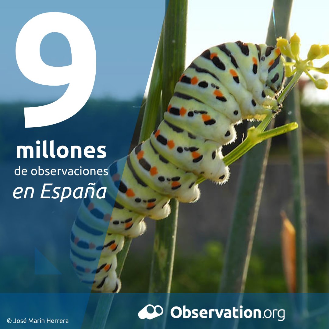¡Hemos alcanzado los 9M de registros en
Observation.org España! 🎉🌍 Lo celebramos con
esta oruga de Papilio machaon 🐛 de José Marín
Herrera. Gracias a todos por ayudar a conocer nuestra
biodiversidad. ¡Sigamos adelante! #Biodiversidad
#CienciaCiudadana #PapilioMachaon