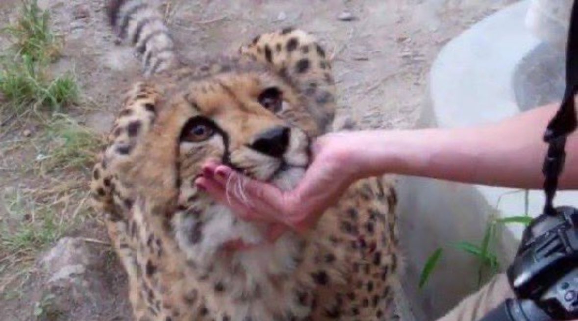 when I say 
"شطوري"