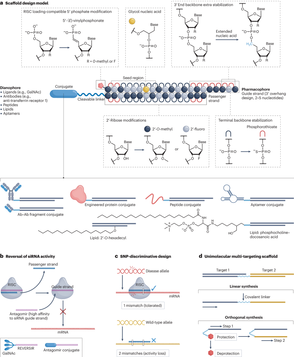 NatRevDrugDisc's tweet photo. For readers interested in siRNA therapeutics such as Alnylam's vutrisiran, here's a comprehensive recent review https://t.co/BBH5NPYwt7 https://t.co/OnAB4DOwIl https://t.co/O774AdlLjq