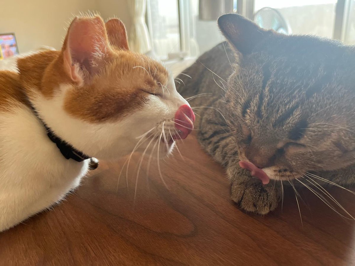 舌ペロ👅👅

#猫好きさんと繋がりたい
#ねこねこはっちゃんねる
▶︎ <a href="/CatsHATCHANNEL/">ねこねこはっちゃんねる</a>