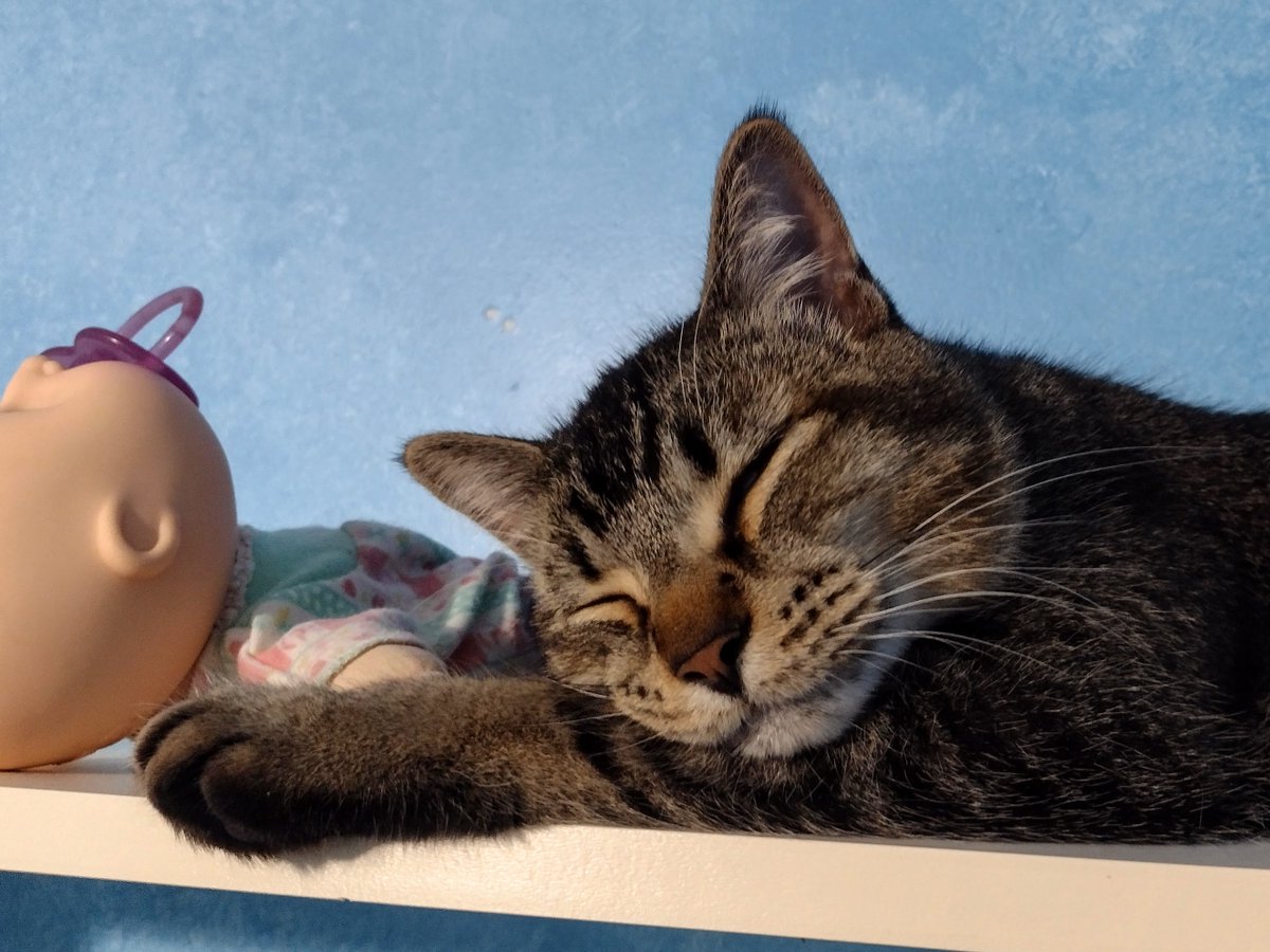 Figgy jumps up
On top of mama's shelf
Walking akwoss
Til he gets to his dolly

He pikked her himself
He bisits her lots
He gibs her a baff
He gibs her a kiss

Den he kurls up
Cuddling close
He sleeps by his dolly
He luvs her so much

#HeGoUpDereEberyday #DenHeFrowHerOntoMamasBed