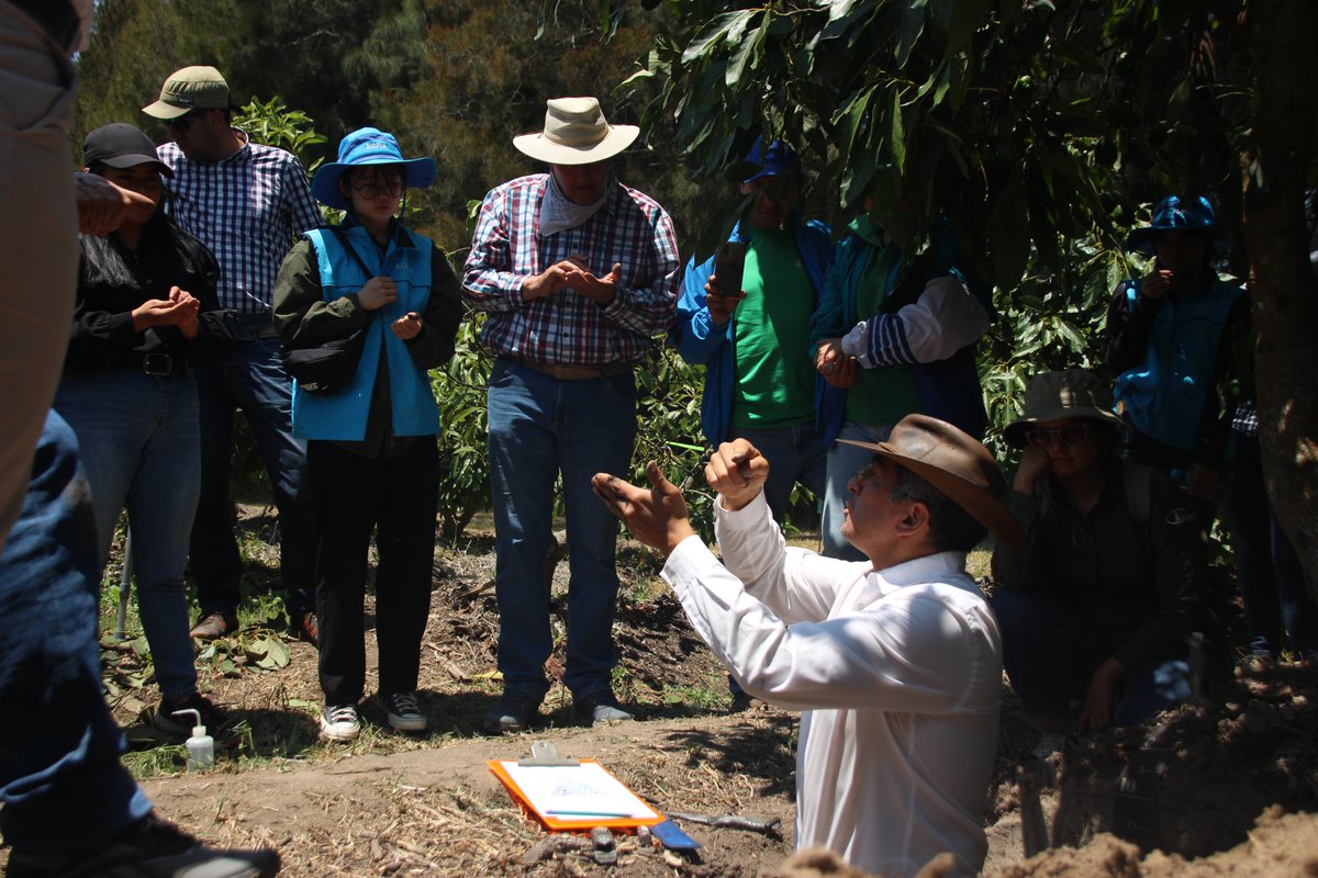 KOPIAEcuador's tweet photo. En la Finca  “El Milagro”, se  llevó a cabo un día de campo del proyecto de Aguacate. Se trataron temas como: Estudios de calicatas  para determinar la estructura del suelo, manejo del cultivo de acuerdo a  factores edafoclimáticos y planes de fertilización para aguacateros. https://t.co/ebYF6qi5Kd