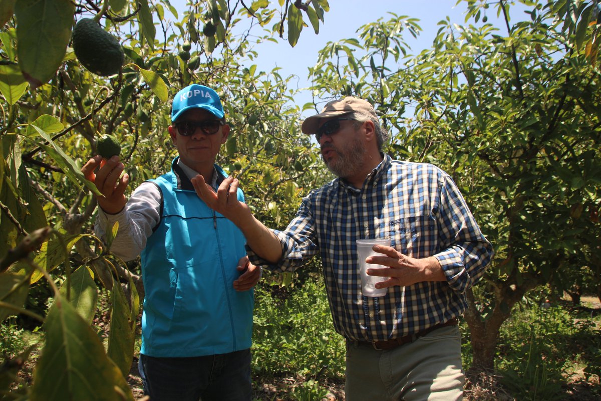 KOPIAEcuador's tweet photo. En la Finca  “El Milagro”, se  llevó a cabo un día de campo del proyecto de Aguacate. Se trataron temas como: Estudios de calicatas  para determinar la estructura del suelo, manejo del cultivo de acuerdo a  factores edafoclimáticos y planes de fertilización para aguacateros. https://t.co/ebYF6qi5Kd
