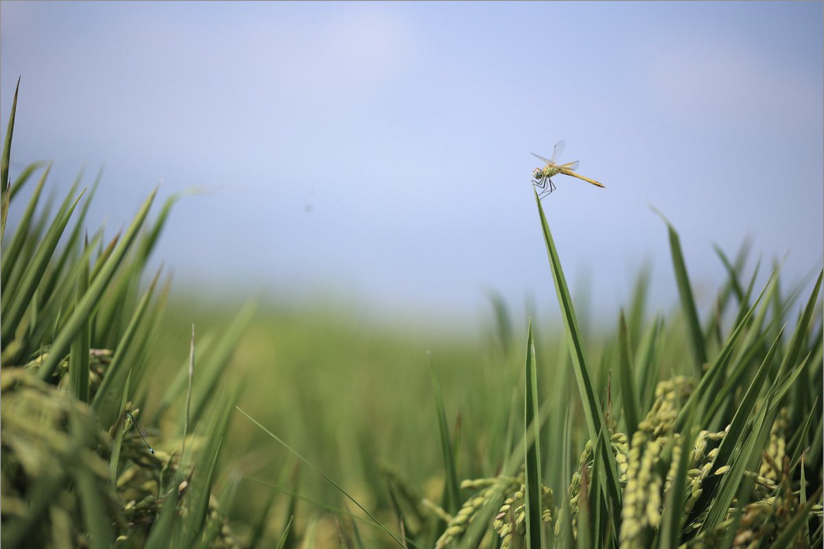 1/2 Tienes master oficial y quieres hacer tu tesis doctoral en <a href="/irtacat/">IRTA</a> sobre el papel de la biodiversidad (aves, peces, anfibios y macroinvertebrados acuáticos) en el control de plagas de arrozales? Ofrecemos un contrato predoctoral asociado al proyecto #WATERSCAPE de <a href="/AgEInves/">Agencia Estatal de Investigación</a>