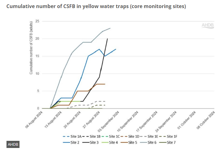 AphidsToZ's tweet image. Our Suffolk site continues to have the highest cumulative number of CSFB caught in both ground and raised traps but the Kent and Cambridgeshire sites are following closely behind! For regular updates visit ahdb.org.uk/csfb @AHDB_Cereals